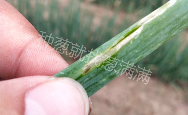 斑潛蠅蟲害實拍