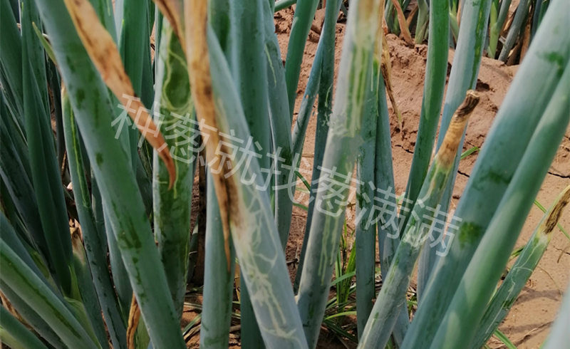 斑潛蠅蔥田實拍