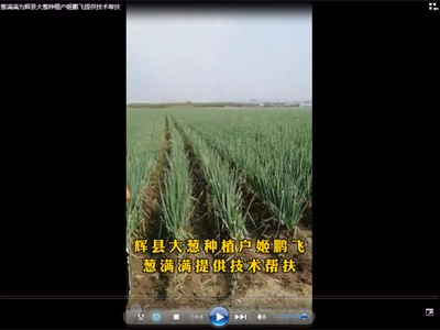 蔥滿滿為輝縣大蔥種植戶姬鵬飛提供技術幫扶