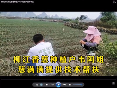 蔥滿滿為柳江香蔥種植戶韋阿姐提供技術幫扶