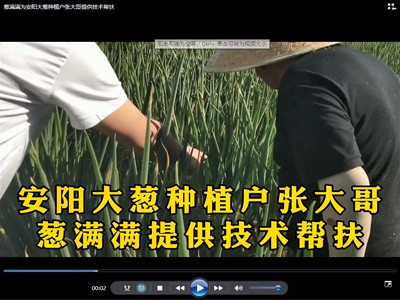 蔥滿滿為安陽大蔥種植戶張大哥提供技術幫扶