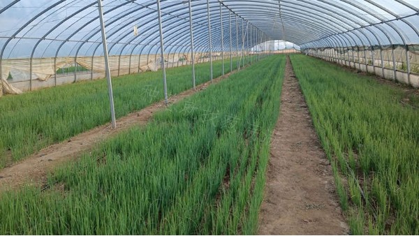 河北高碑店鋼蔥棚內陸地育苗案例