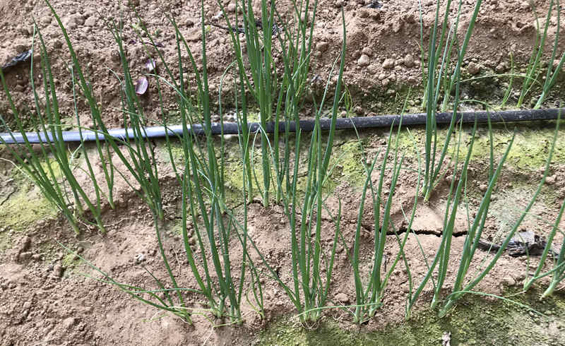 閆先生蔥苗細節實拍