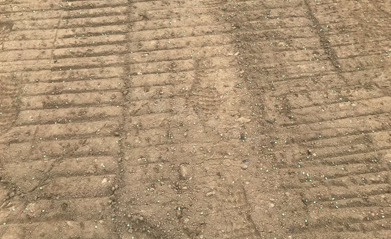 閆先生育苗地塊整地