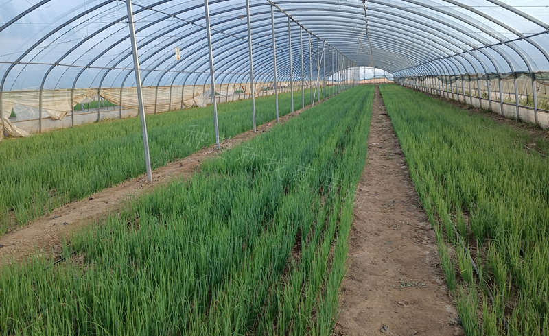 閆先生蔥苗育成