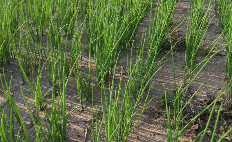 郭先生蔥苗圖片