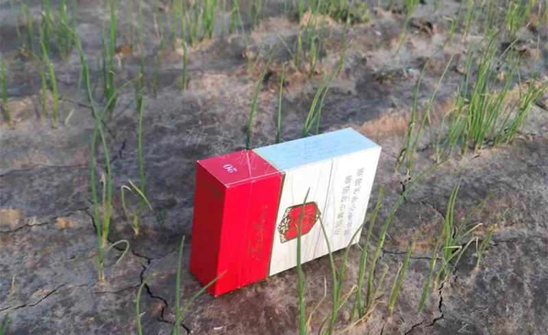 郭先生蔥苗10公分