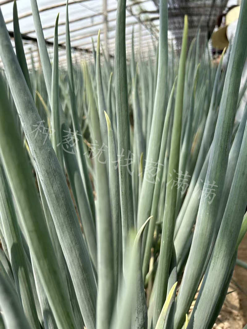 晚抽神成新鄉實拍