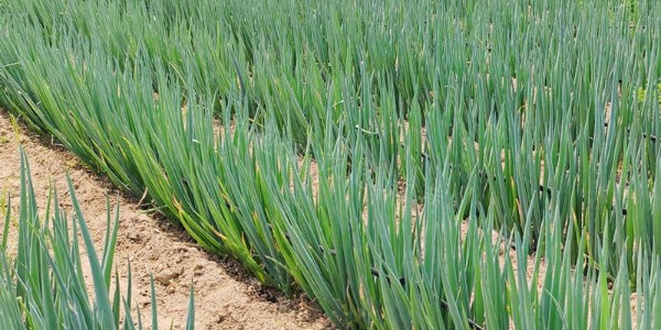 大蔥品種：晚抽神成在河南新鄉的種植表現