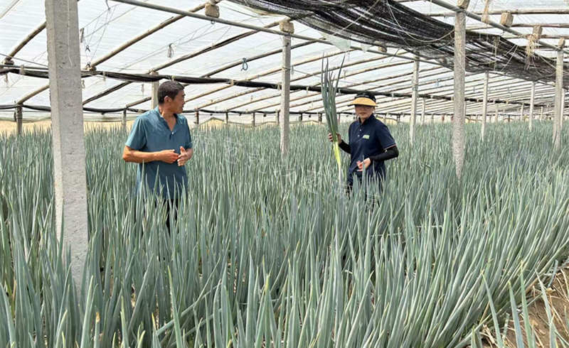 晚抽神成大棚種植