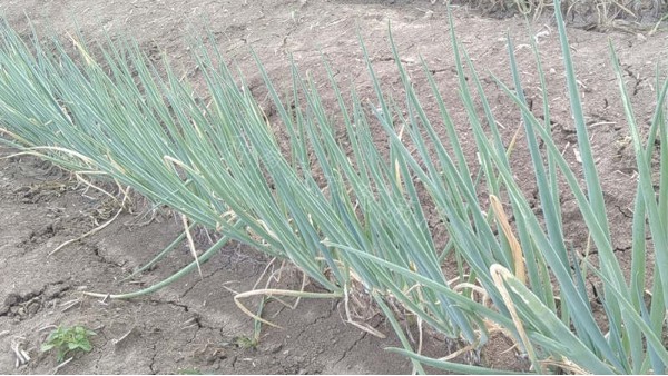 安徽亳州鋼蔥蔥苗小面積育苗案例