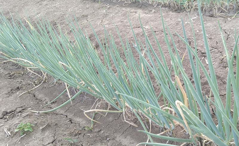 安徽亳州大蔥實(shí)拍