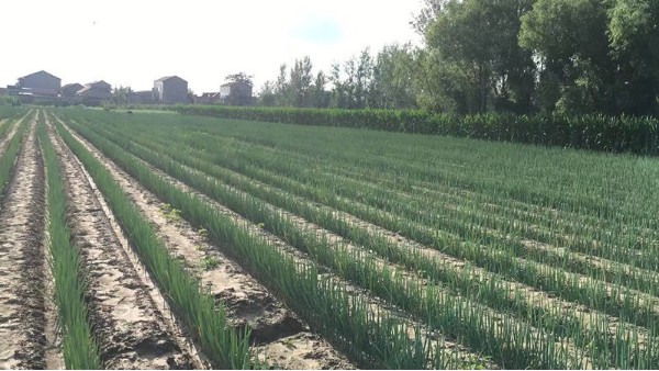 開封30畝進口鋼蔥種植案例