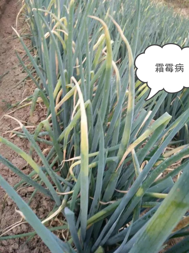 大蔥霜霉病用什么藥防治