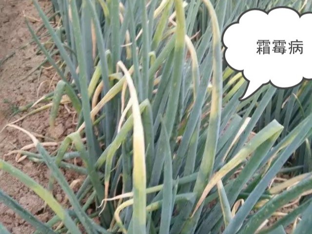 大蔥霜霉病用什么藥防治