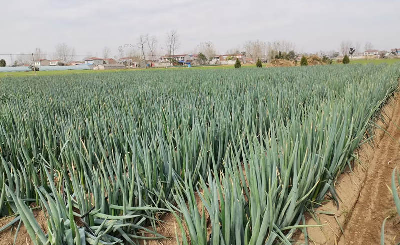 商丘的蔥田實拍