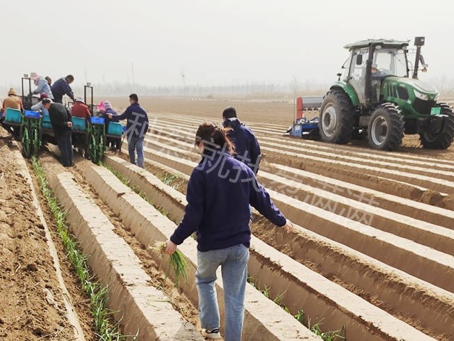 蔥苗移栽前需要做哪些準備工作