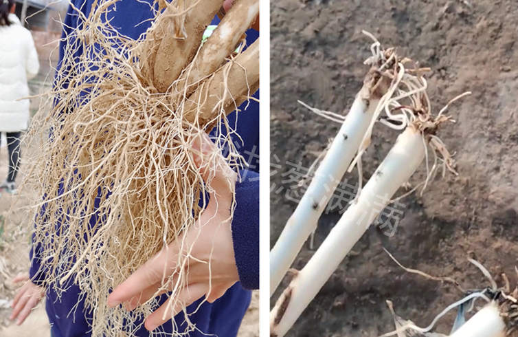 蔥根部生長對比