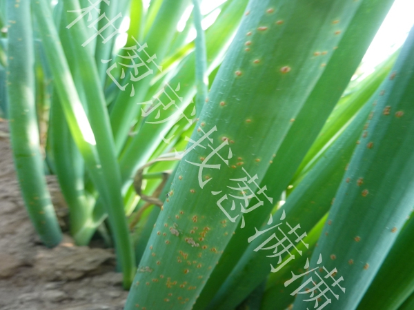 大蔥銹病用什么藥防治