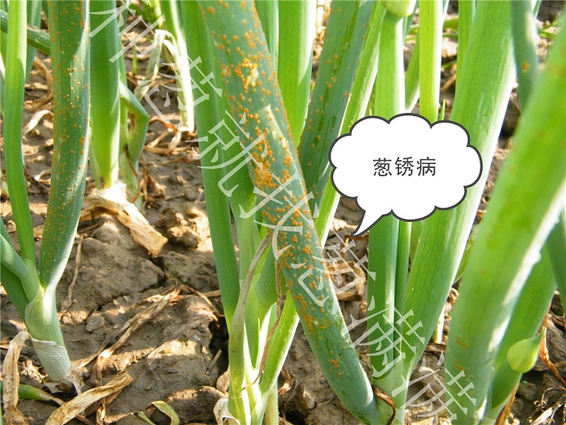 大蔥銹病用什么藥防治