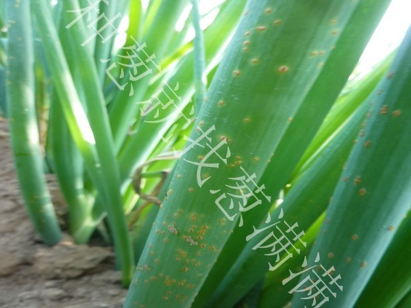 大蔥銹病用什么藥防治