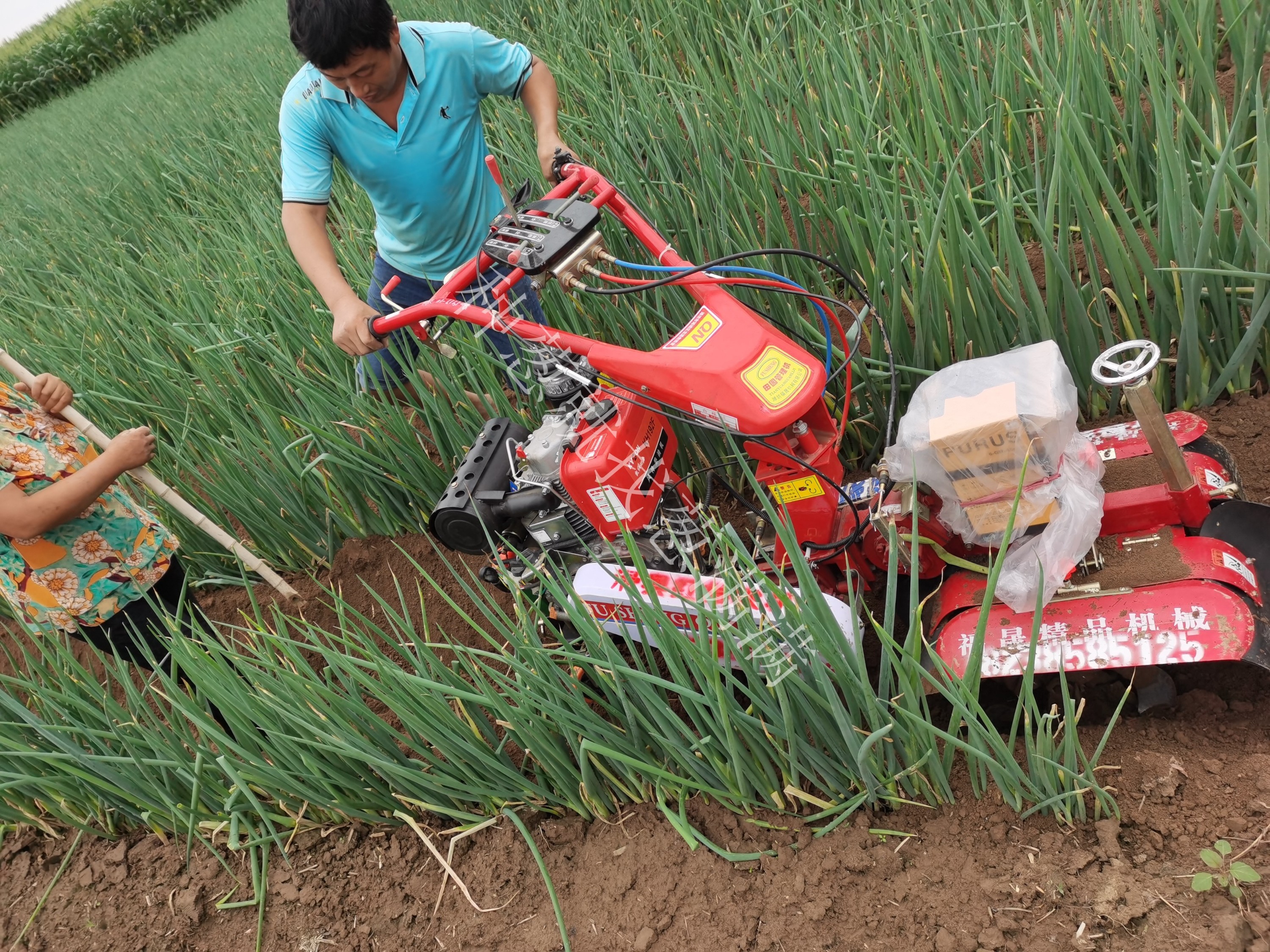 大蔥種植技術(shù)：大蔥培土參照方法有哪些？