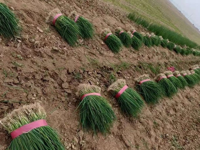 育一畝長白蔥的蔥苗能移栽多少地