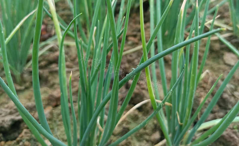 香蔥病害圖片