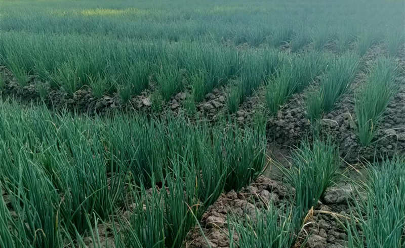 香蔥實(shí)拍圖