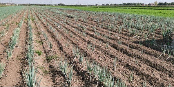 想毀掉你的大蔥，究竟有多簡(jiǎn)單