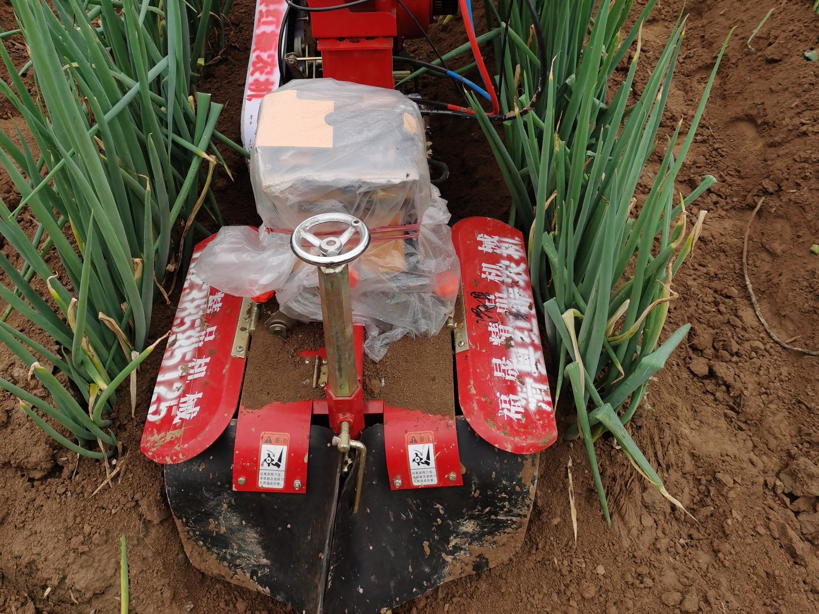 大蔥培土后生長緩慢原因及解決方案。