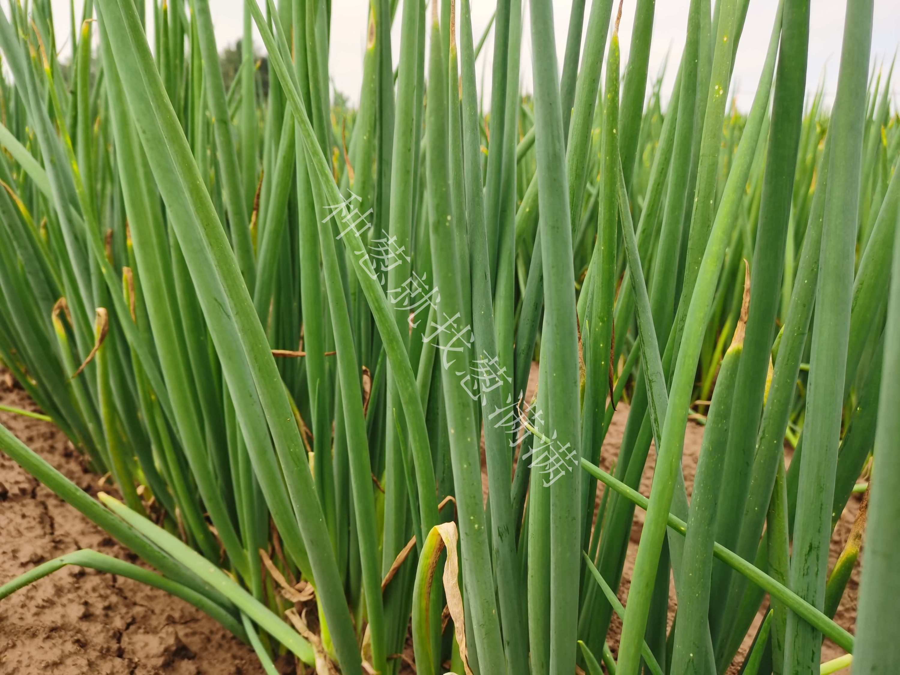 大蔥灰霉病用什么藥防治