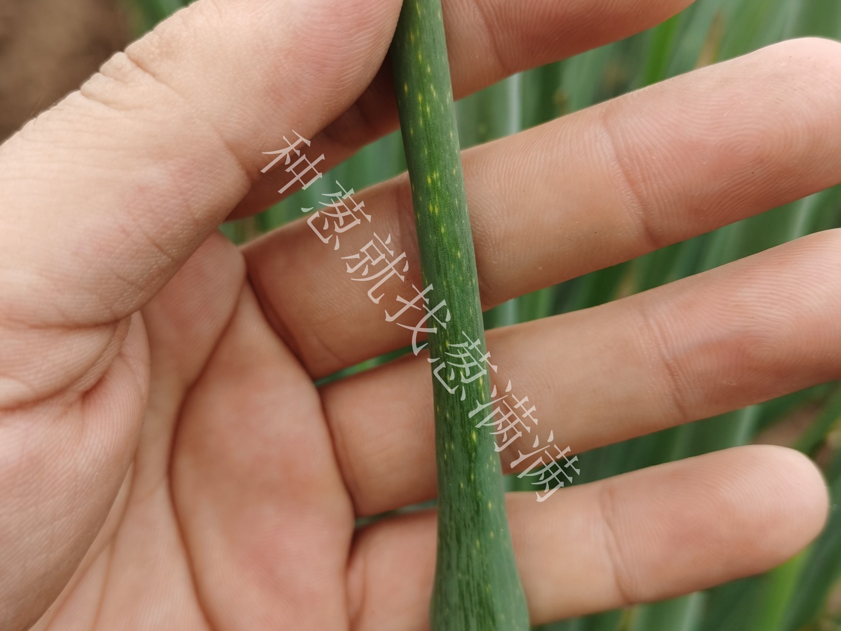 大蔥霜霉病用什么藥防治