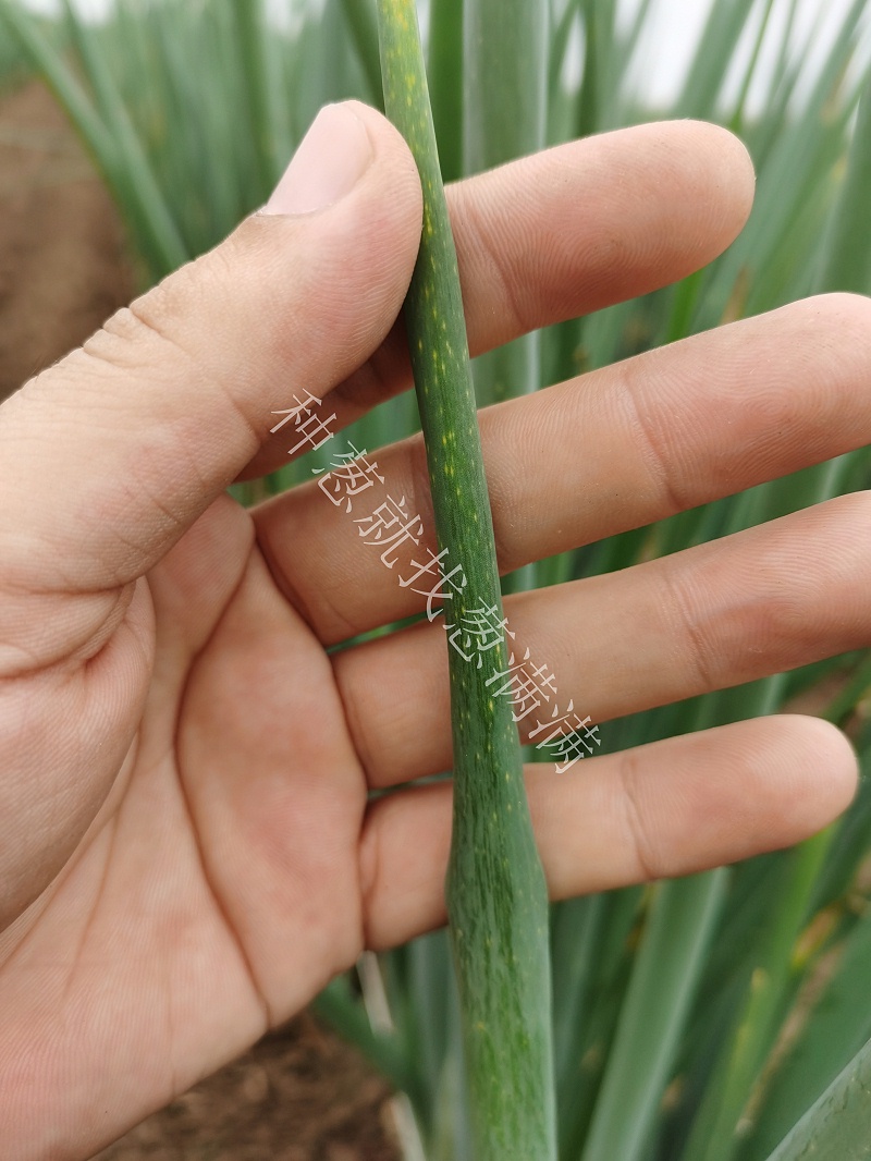 大蔥霜霉病用什么藥防治