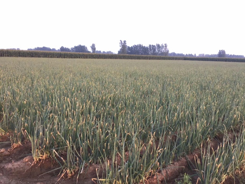 大蔥霜霉病用什么藥防治