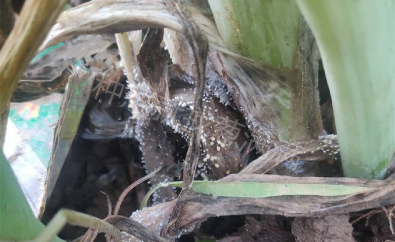 菌核病發病實拍