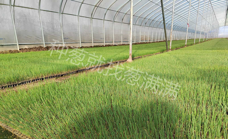 蔥滿滿合作育苗基地實拍