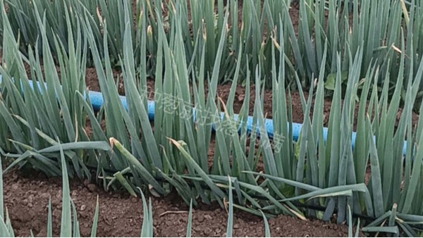 黑龍江牡丹江新手種蔥合作案例