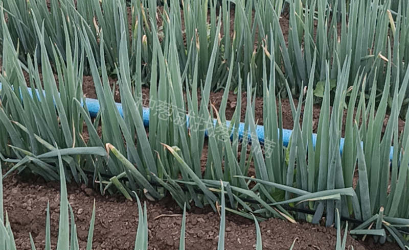 靳先生7.23日大蔥管理