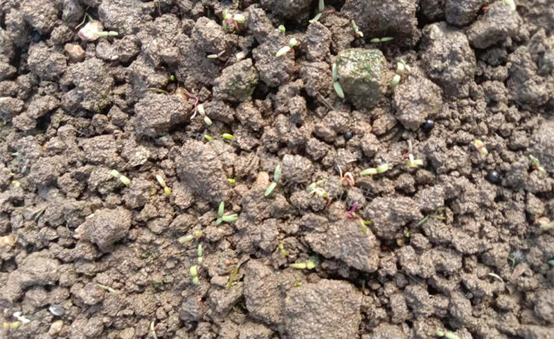 靳先生苗床出苗