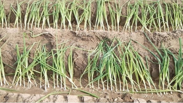 山西忻州鋼蔥種植案例