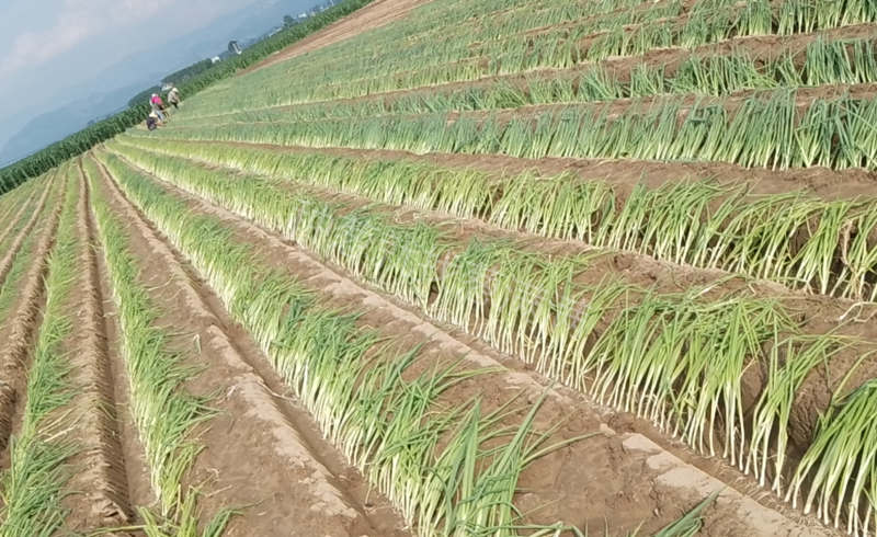 侯先生蔥田實拍