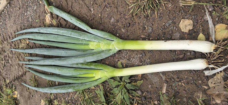 美白一號(hào)實(shí)拍圖