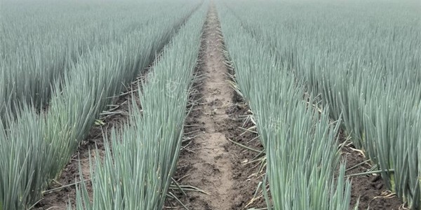 蔥滿滿技術團隊前往內蒙地區進行技術調研第二站：赤峰