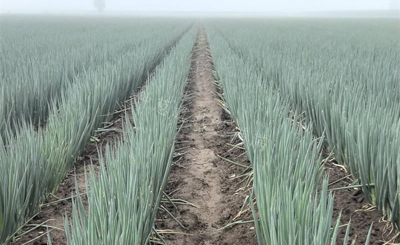 美白一號(hào)蔥地實(shí)拍