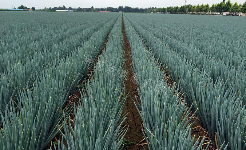 美白一號(hào)蔥田