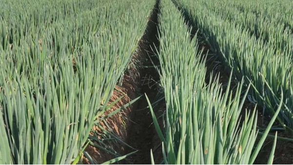 江蘇啟東大規(guī)模鋼蔥育苗移栽案例