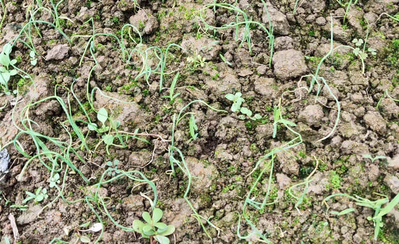 常先生苗床苗黃苗弱實拍