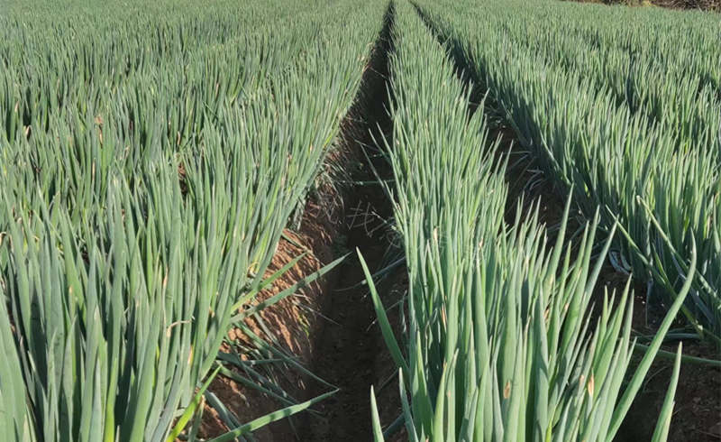 常先生蔥田實拍