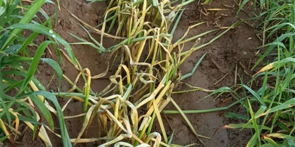 雨后大蔥的這些求救信號(hào),你一定要知道!